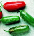 Pepper Seed - HOT - Tam Jalapeno