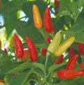 Pepper Seed -  HOT - Tabasco
