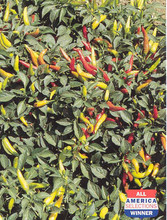 Pepper Seed - HOT - Super Chile
