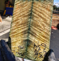 Mango curly stabilized scales 10.12.23  A