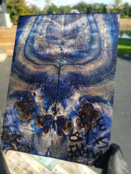 Mappa Burl stabilized scales 10.12.23  F