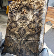 buckeye burl  stabilized scales 10.12.23  A