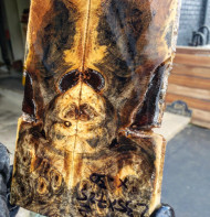  buckeye burl  stabilized scales 10.12.23  B XL