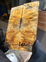 Buckeye burl stabilized scales 10.12.23  y