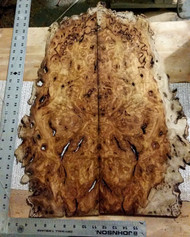 White Top burl 1