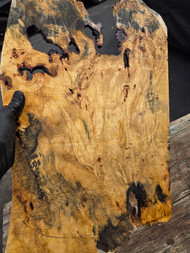 buckeye burl 1pc A 4.1.26