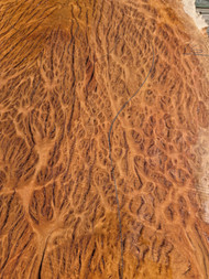 Yellow box burl A 4.7.26