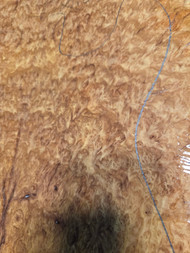 concinna burl bookmatch 6.25.26.001