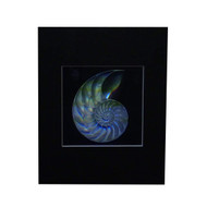 3D Nautilus Shell (Achromate) Hologram Picture(MATTED), Collectible EMBOSSED Type Film