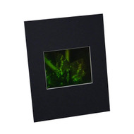 3D Butterfly Hologram Picture (MATTED), Collectible on Silver Halide Type Film