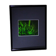 3D Butterfly Hologram Picture (FRAMED), Collectible on Silver Halide Type Film