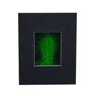 3D Cactus Hologram Picture (MATTED), Collectible on Silver Halide Type Film