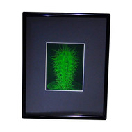3D Cactus Hologram Picture (FRAMED), Collectible on Silver Halide Type Film
