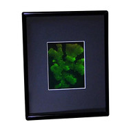 3D CORAL Hologram Picture (FRAMED), Collectible on Silver Halide Type Film