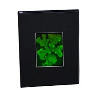 3D CORAL Hologram Picture (DESK STAND), Collectible on Silver Halide Type Film