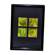 3D Nature 4-up 2-Channel Hologram Picture (FRAMED), Collectible Polaroid Photopolymer Film