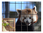 Red Panda at the Mill Mountain Zoo Postcard