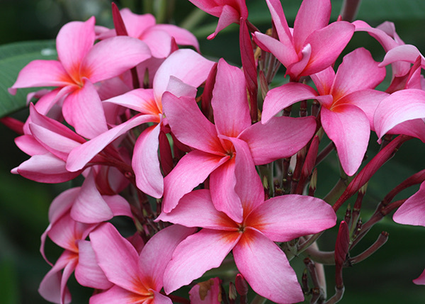 Frangipani blossoms, one of the botanicals Snow Lotus sources for its artisan essential oils