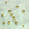 Isochrysis es un flagelado pequeño color oro / café (tamaño de célula:  4-7 µm) con contenido muy alto en DHA y comúnmente utilizado para enriquecer zooplankton como los rotíferos y artemia