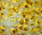 Thalassiosira pseudonana es una pequeña diatomea (4,5-8 μm x 6-10 μm) que se utiliza en la industria larvaria de camarones y bivalvos. Se ha encontrado que esta alga es excelente para el camarón larvario. A diferencia de muchas diatomeas, el perfil de ácidos grasos omega-3 de Thalassiosira pseudonana proporciona, además de un amplio EPA (20,5% de ácidos grasos), DHA significativo (6,3% de ácidos grasos).