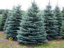 Colorado Blue Spruce