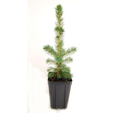 Potted Blue Spruce Tree