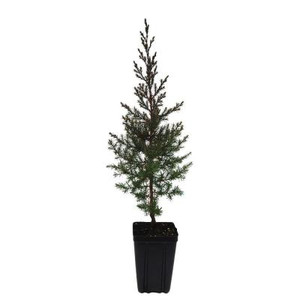 Eastern Redcedar Tree - 1 qt. 