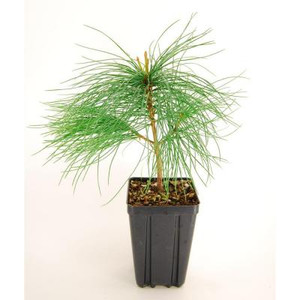 White Pine Potted Tree - 1 qt. 