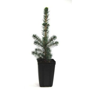Black Hills Spruce Potted Tree - 1 qt. 