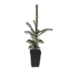 White Spruce Potted Tree - 1 qt. 