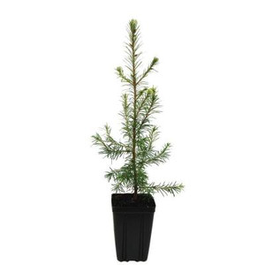 Douglas Fir Potted Tree - 1 qt. 