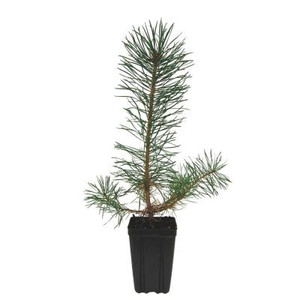 Scotch Pine Potted Tree - 1 qt. 