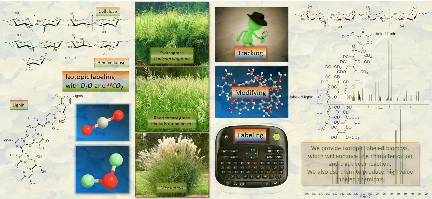 biomass-model-compounds-rescale-2.png biomass-model-compounds-rescale-2.png