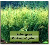 Switchgrass (Panicum virgatum) -- 2H labeled 10 atom%