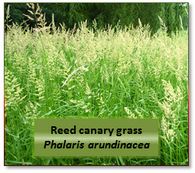 Reed canary grass (Phalaris arundinacea) -- 13C labeled, 5 atom%