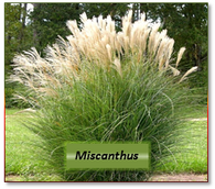 Miscanthus -- 2H labeled 10 atom%