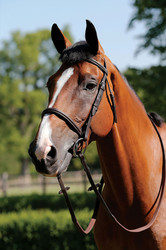 JHL Raised Cavesson Bridle - Brown