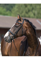 Kieffer Ultrasoft Snaffle Bridle in Black - on the horse