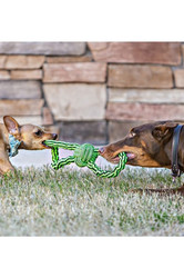 Jolly Pets Gentle Tug Rope Toy - Lifestyle