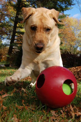 Jolly Pets Teaser Ball - Red - Lifestyle