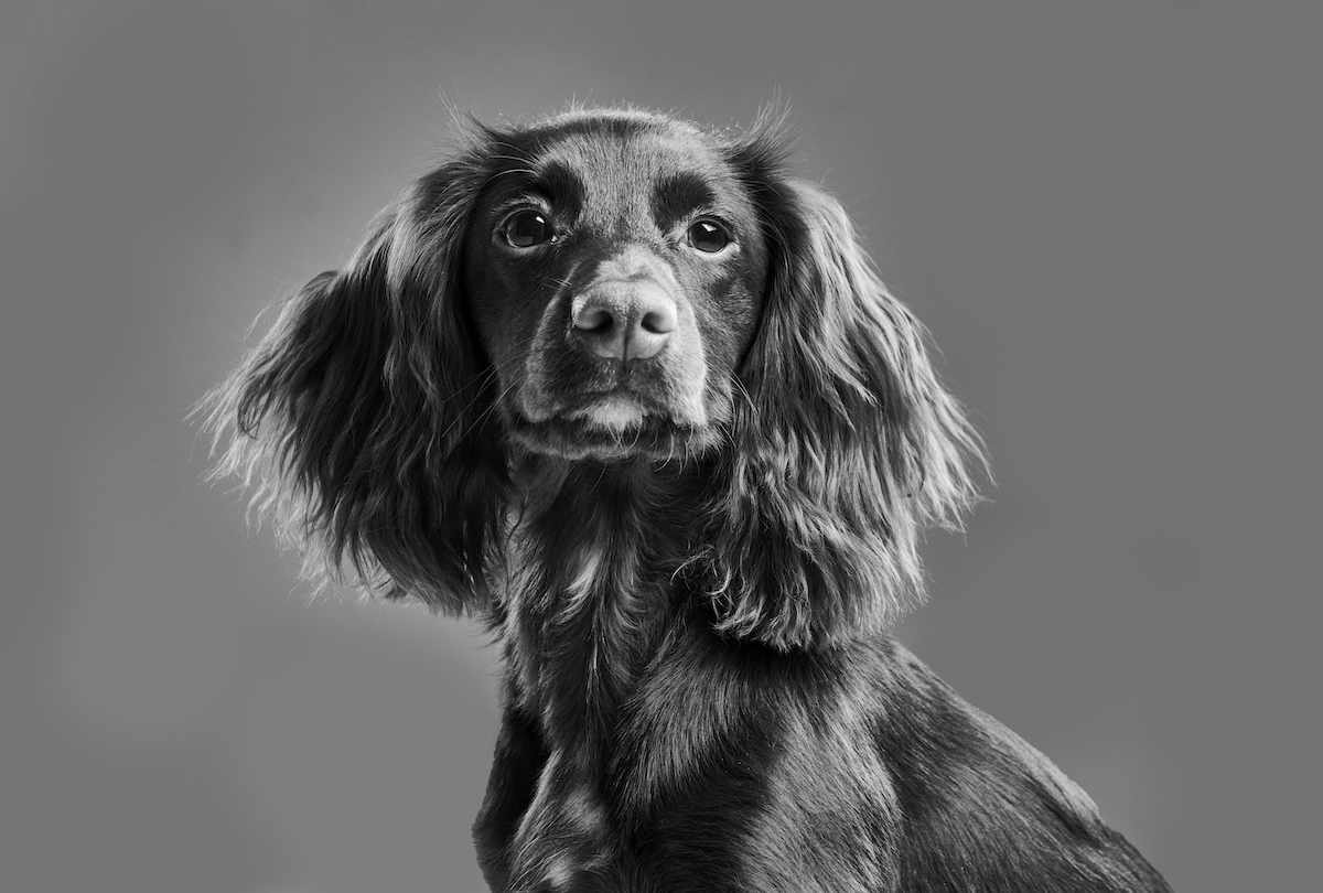 a spaniel looks straight into camera while photographed by Emotion Studios pet photographer in Wolverhampton