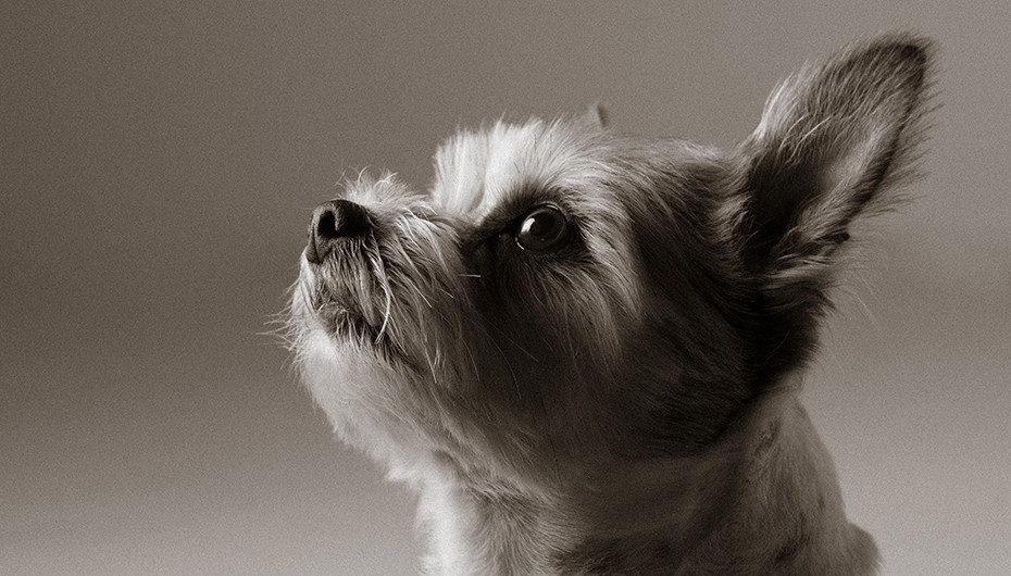 Picture of a cute small grey dog on a grey background, photographed by Emotion Studios.