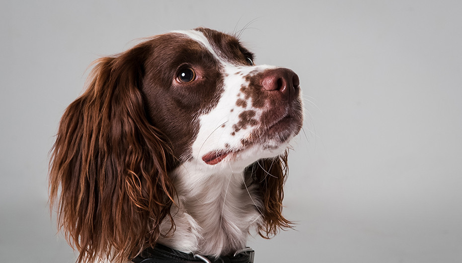 Photograph of a beautiful Springer Spaniel with a white background. Image taken by Emotion Studios of Claverley. 