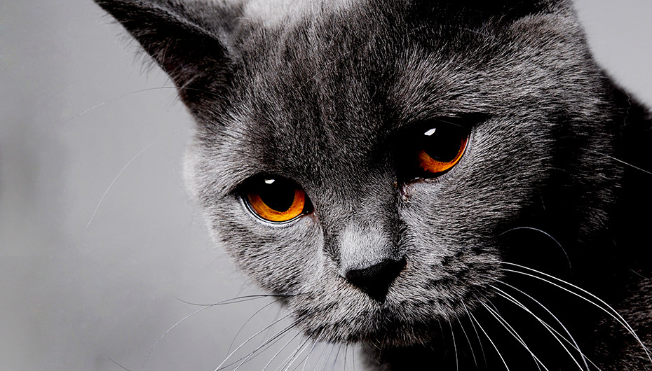 Picture of a beautiful grey cat on a light grey background. Photographed by Emotion Studios. 