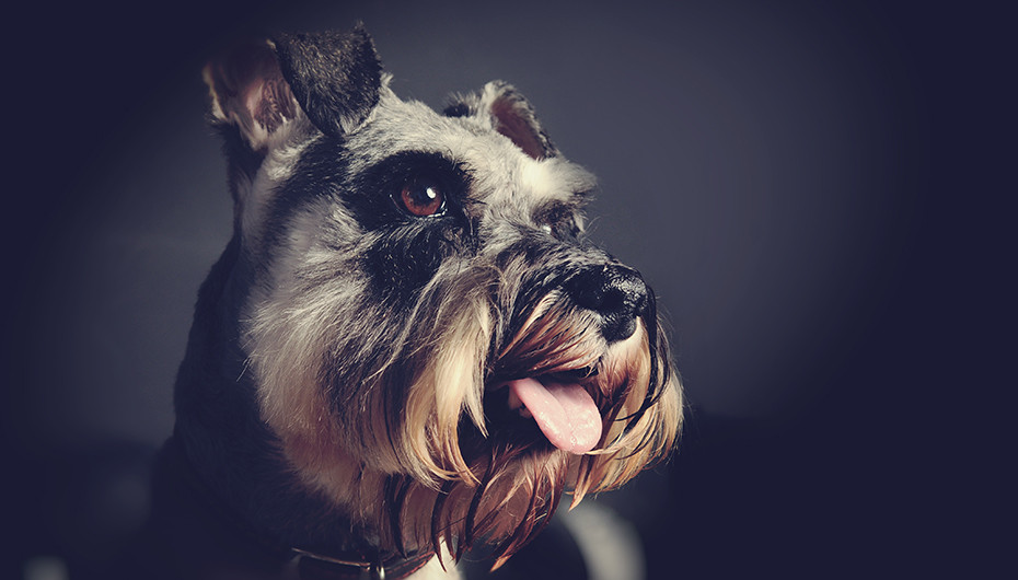 Photograph of a beautiful Schnauzer dog on a dark background, taken by Emotion Studios. 