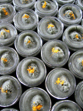 Allotment SAMPLE SIZE Sorbetto Emulsifying Sugar Scrub - Thyme, Rosemary, Squash Blossoms, Warm Dirt... Summer Limited Edition