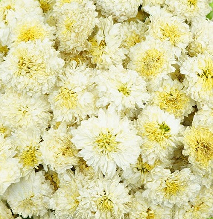 organic chrysanthemum flowers white