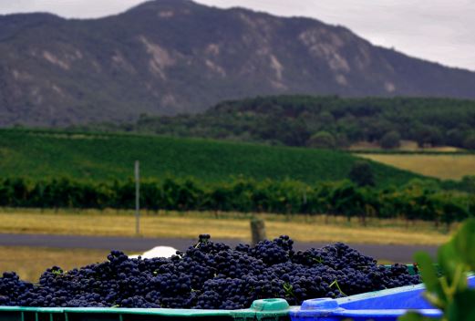 mount-langi-harvest.jpg