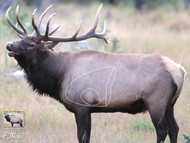 Elk Target