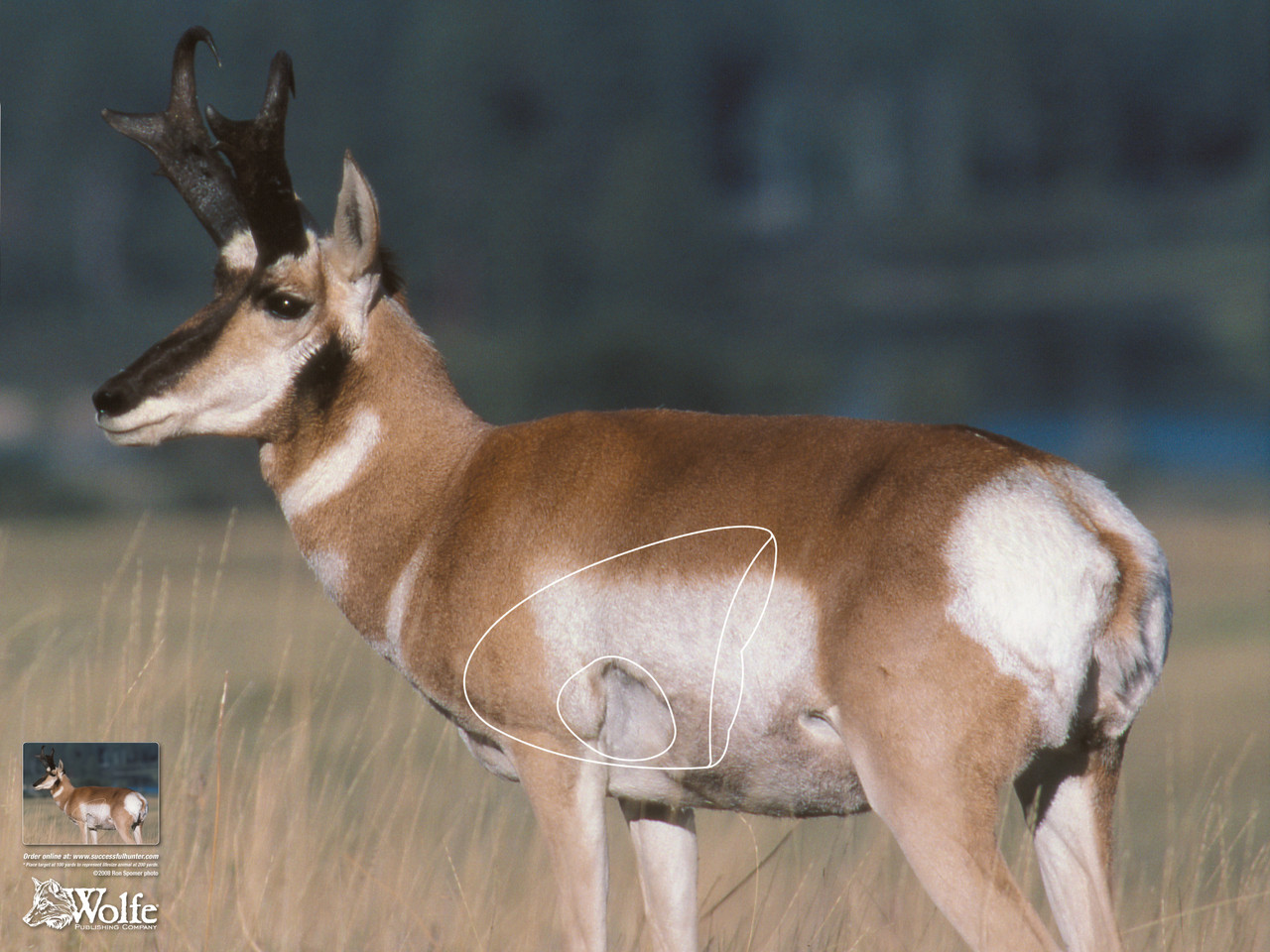 Pronghorn Target - Wolfe Pub